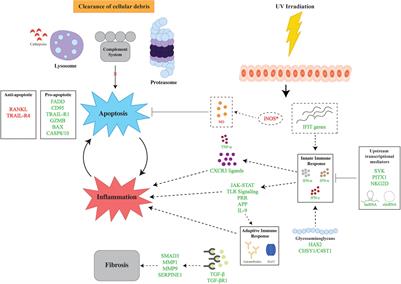 The Genetic Landscape of Cutaneous Lupus Erythematosus